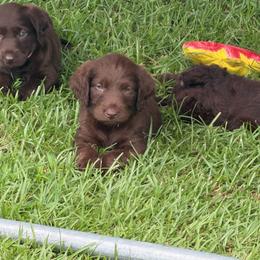 Harvey - Chocolate male Labradoodle puppy in Georgetown, South Carolina from Muddy Bay Kennels
