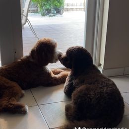 Goldendoodle Puppies from Dem GoldenDoodles