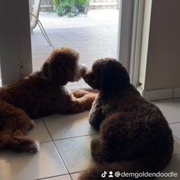 Goldendoodle Puppies from Dem GoldenDoodles
