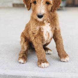 Assorted Doodle Crosses, Bernedoodles, and Goldendoodles from Vandenbark Doodles