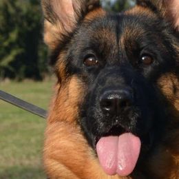 Astra - German Shepherd