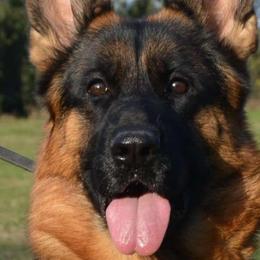 Astra - German Shepherd