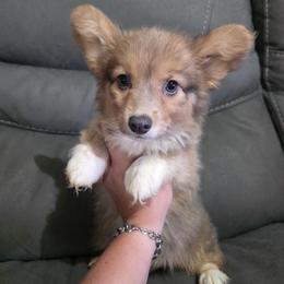 Red Bluie fluffy - Blue male Pembroke Welsh Corgi puppy in Unicoi, Tennessee from East Tennessee Clark Corgis