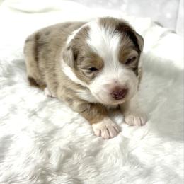 Tara - Red merle female Australian Shepherd puppy in Vail, Iowa from Homegrown Huskies