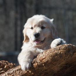Golden Retriever Puppies from Dogwood Springs Golden Retrievers
