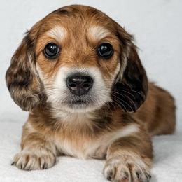Valencia - Red female Dachshund puppy in Winamac, Indiana from WZ Kennels