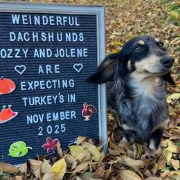 Dachshund puppies from Weinderful Dachshunds
