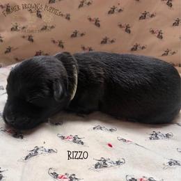 Rizzo - Black male Schnoodle puppy in Sedalia, Missouri from Farmer Brown's Puppies