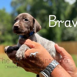 Brave - male German Shorthaired Pointer puppy in Six Mile, South Carolina from The Proper Pointer Co.