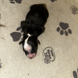 Winter - Black female Toy Australian Shepherd puppy in Asheboro, North Carolina from Stellar Aussies