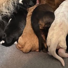 Aussiedoodles and Goldendoodles from Lee Family Puppies