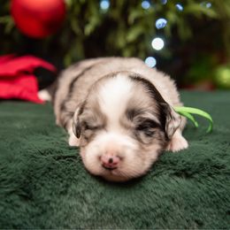 Ash - Green Collar - Blue merle male Australian Shepherd puppy in Lacombe, Louisiana from Indigo River Toy & Mini Aussies
