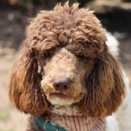 Assorted Doodle Crosses, Goldendoodles, and Poodles from The Puppy Acres