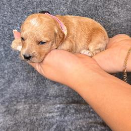 Sprinkle - Apricot female Goldendoodle puppy in Sacramento, California from GoldenDoodle Love