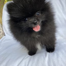 Midnight - Black female Pomeranian puppy in Citrus Heights, California from Marina's Pomeranians (AKC)