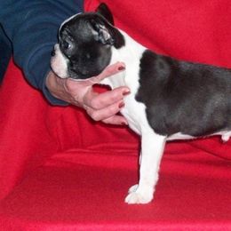 Boston Terriers from Deja-Vu Bostons