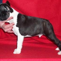 Boston Terriers from Deja-Vu Bostons