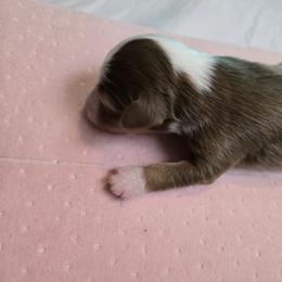 Miniature Australian Shepherd Puppies from Jaylee 's miniature Australian shephards