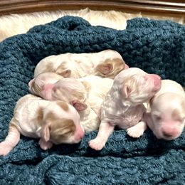 Cavapoo puppies from Creekwood Miniature Cavapoos