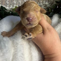 Teddy - Apricot male Goldendoodle puppy in Mississippi from Ewing Acres