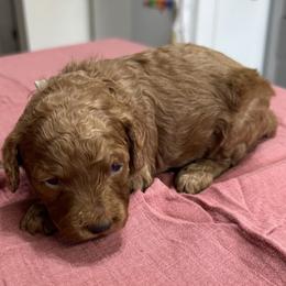 Duke - Red male Cockapoo puppy in Sheridan, Missouri from Shepherdsfold’s Cockapoos