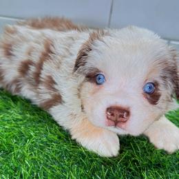 Red Merle - Red merle female Miniature Australian Shepherd puppy in Brooker, Florida from Triple Branch Aussies