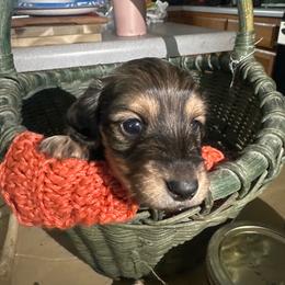 Montgomery - Sable male Dachshund puppy in Cabool, Missouri from Cedar Creek Doxies
