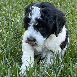 Mav - Black male Labradoodle puppy in Centennial, Colorado from Jazzy's Doodles
