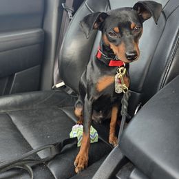 Sarge - Miniature Pinscher