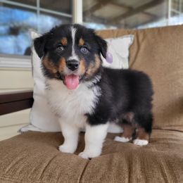 Australian Shepherd Puppies from RussKris Farms Aussies