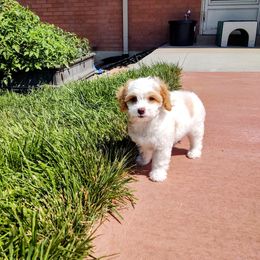Cavapoo Puppies from California Doodles (central coast)