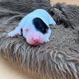 Suzie - Black and white female Sheepadoodle puppy in Willacoochee, Georgia from Kitandkboodle's Doodles