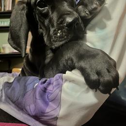Great Dane Puppies from Mara Danes