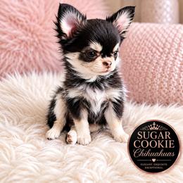 Chihuahua Puppies from Sugar Cookie Chihuahuas