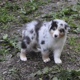 Australian Shepherd and Cavalier King Charles Spaniel Puppies from FairWilde