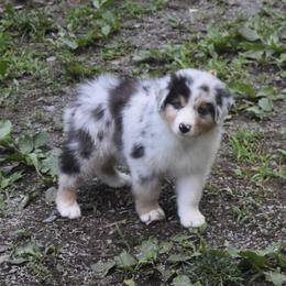 Australian Shepherd and Cavalier King Charles Spaniel Puppies from FairWilde