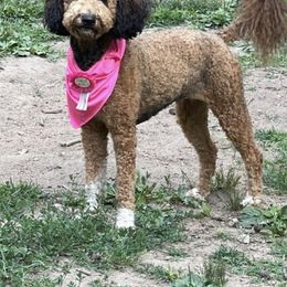 Oakie Gurl - Goldendoodle
