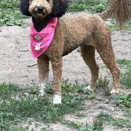 Oakie Gurl - Goldendoodle