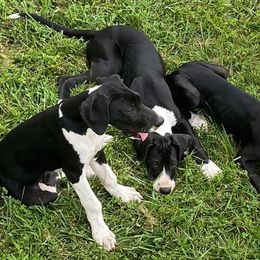 Great Danes from Mint Leaf Springs Farms