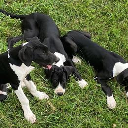 Great Danes from Mint Leaf Springs Farms