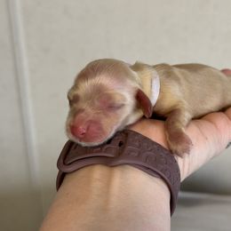Delilah - Cream Dachshund puppy in Waynesville, North Carolina from Blue Ridge Doxies