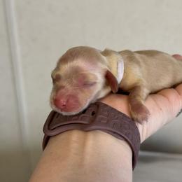 Delilah - Cream Dachshund puppy in Waynesville, North Carolina from Blue Ridge Doxies