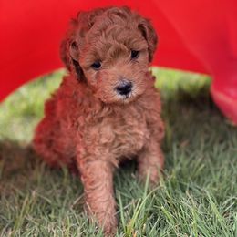 Cavapoo, Goldendoodle, and Poodle Puppies from Desert Valley Doodles
