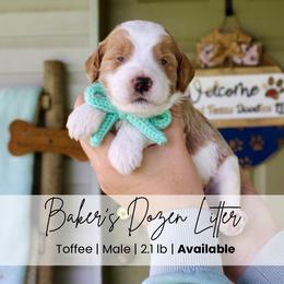 Toffee - Parti male Goldendoodle puppy in Comanche, Texas from Central Texas Doodles, LLC.