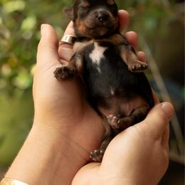 Milo - Blue and gold male Yorkshire Terrier puppy in Waianae, Hawaii from Makanalani Yorkies and Iggys