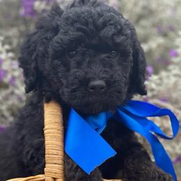 Nico - Black male Labradoodle puppy in Murray, Utah from Swann's Kennels