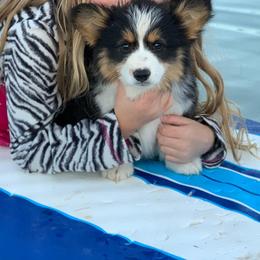 Pembroke Welsh Corgi Puppies from Nunas Corgis