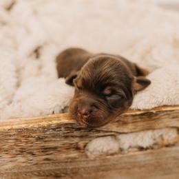 Baby Ruth - Red tri female Miniature Australian Shepherd puppy in Enoch, Utah from Twisted H Aussies