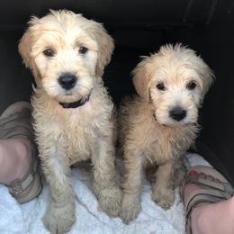 Aussiedoodle and Goldendoodle Puppies from Saddle Hill Farms