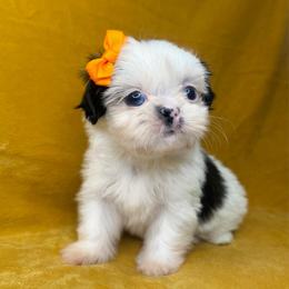 Sally - Black and white female Shih Tzu puppy in Oak Park, California from Boodaboo Shih Tzu’s